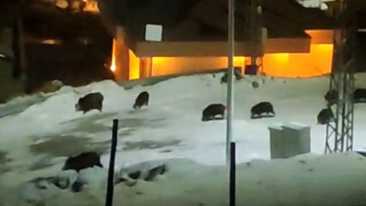 Kayseri Hacılar'da 13 domuz ilçe merkezine indi