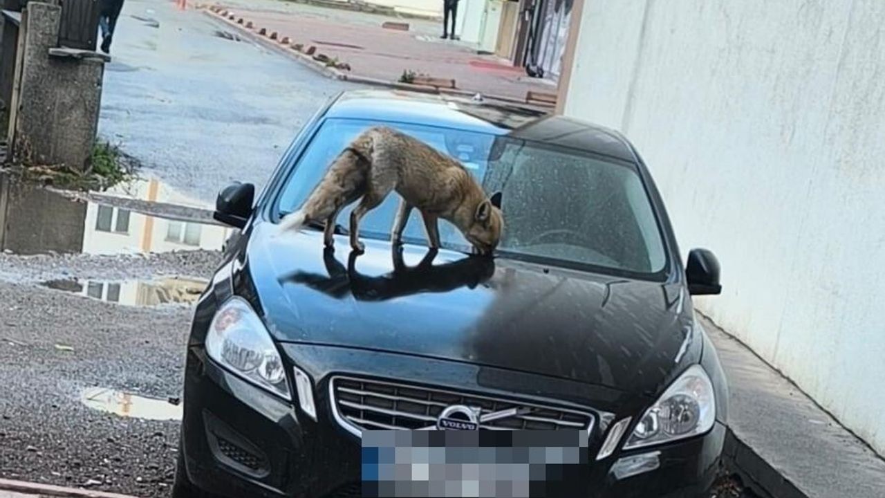 Kayseri Kocasinan'da yiyecek arayan tilki şehir merkezinde görüntülendi