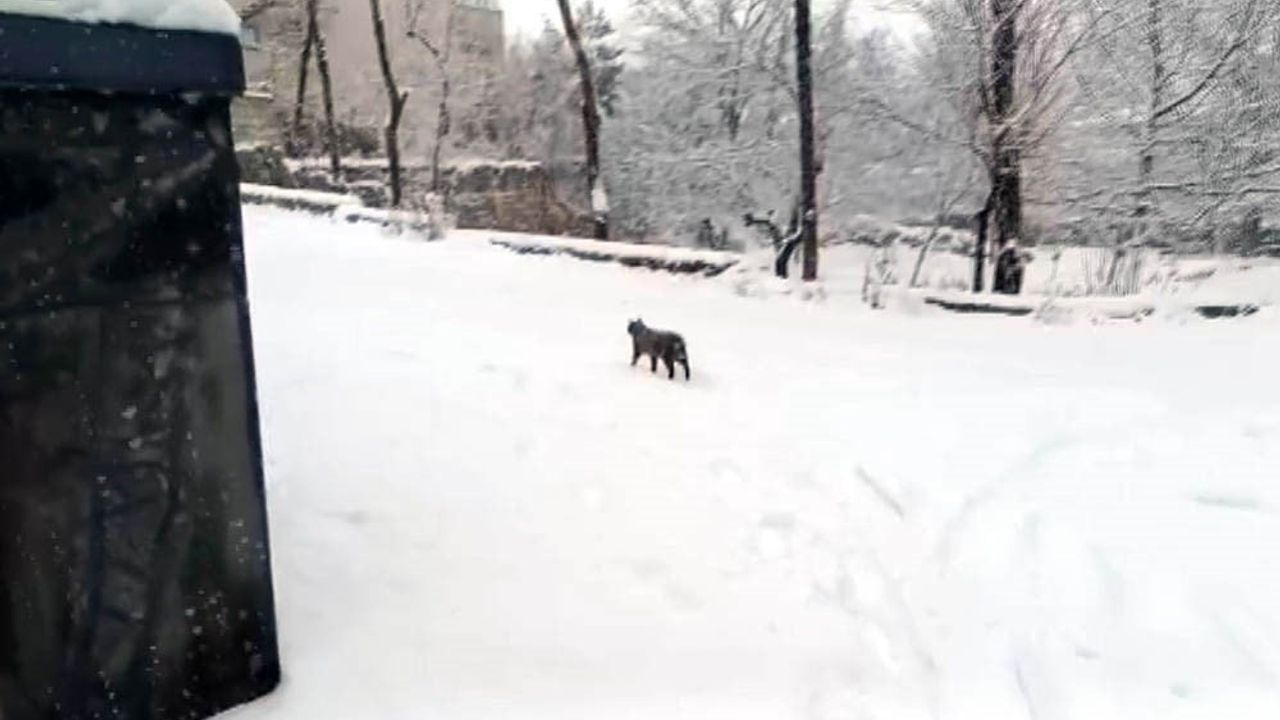 Kayseri'nin Develi İlçesinde Kar Yağışı Etkili Oldu