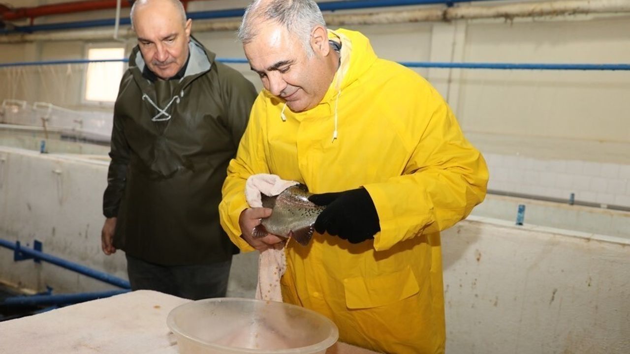 Keban İstasyonu'nda gökkuşağı alabalığı sağımı: hedef bu dönem 5 milyon yumurta
