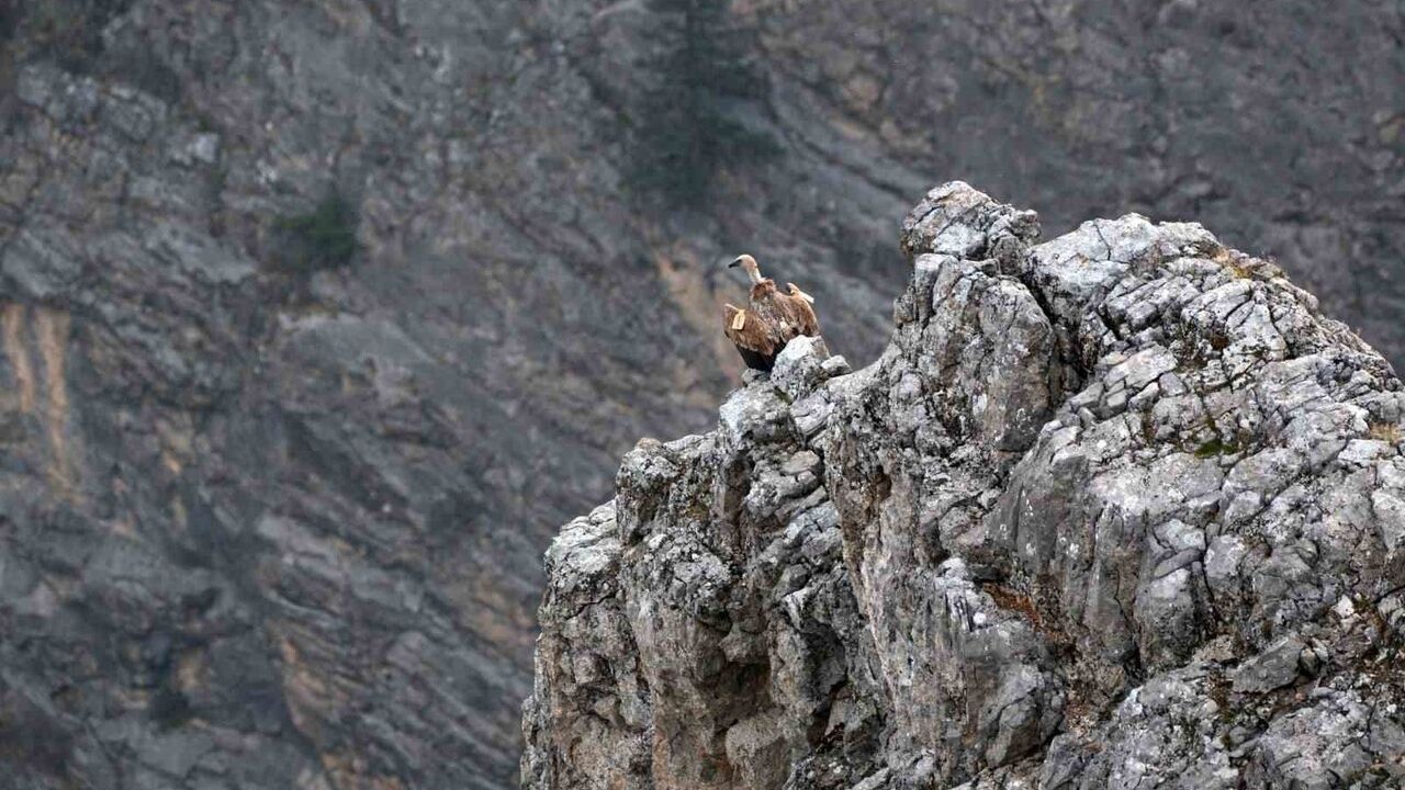 Kemaliye'de göçmen akbabalar fotoğraflandı; çipli bireyler tespit edildi