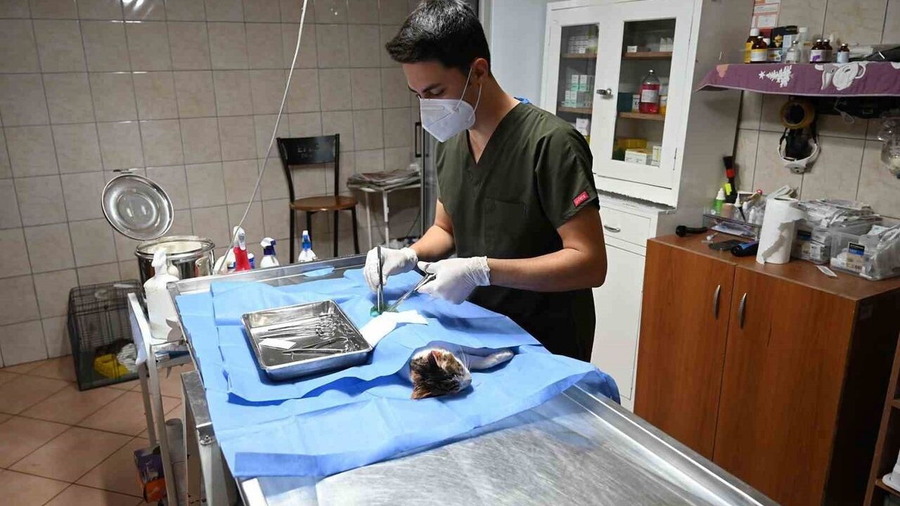 Kemer'de Kasım ayında 227 sokak hayvanı kısırlaştırıldı; 44 hayvan sahiplendirildi