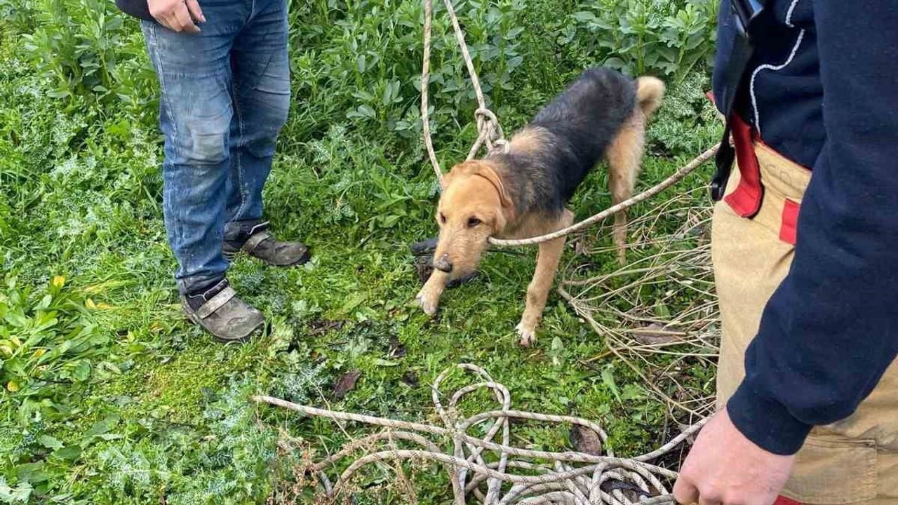 Kırkağaç’ta 5 metre derinliğindeki su kuyusuna düşen köpek itfaiye ekiplerince kurtarıldı