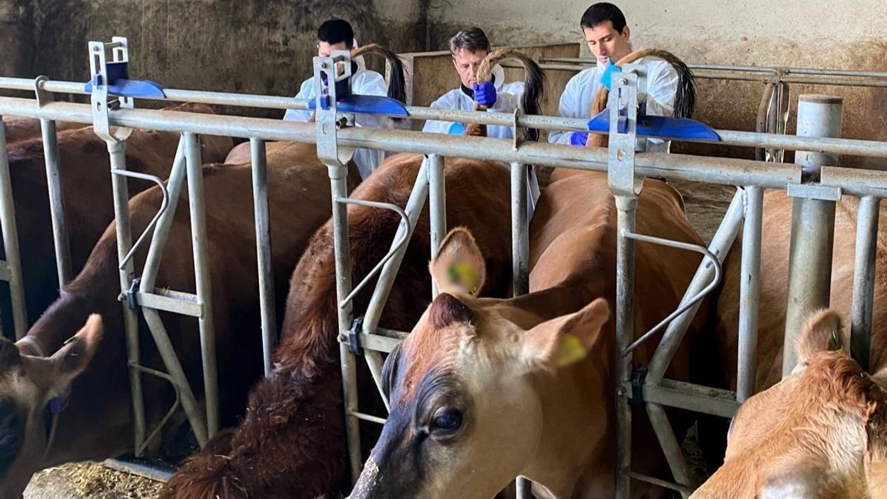 Kırklareli’de büyükbaş hayvan işletmelerinde hastalıktan ari kontrolleri sürüyor