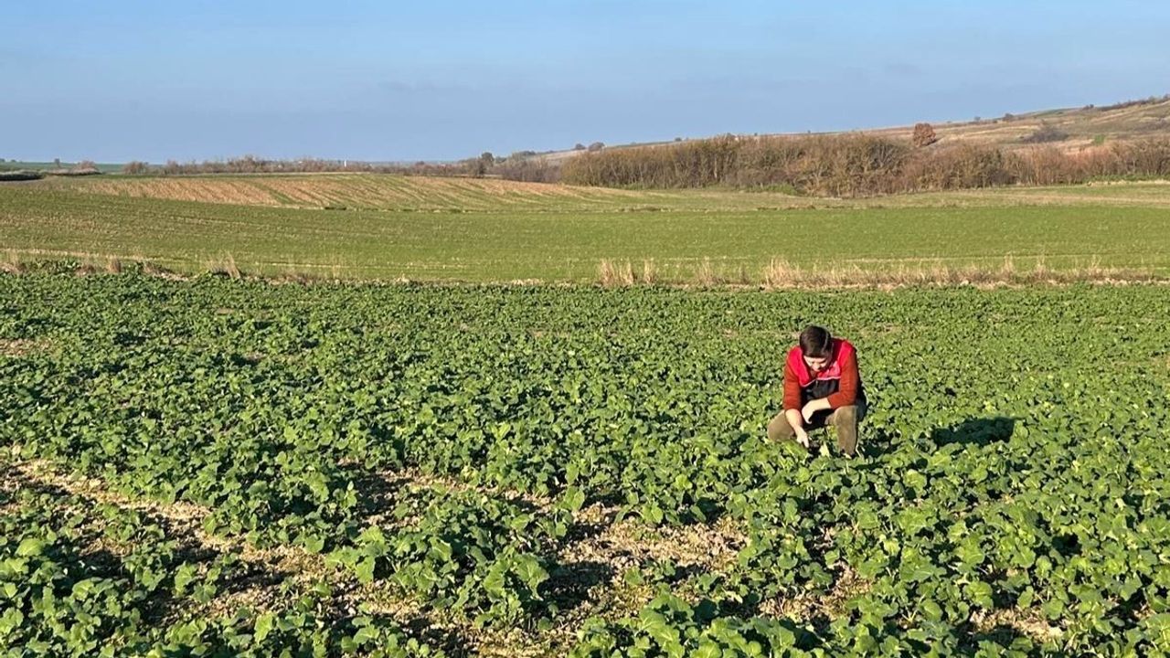 Kırklareli'de Pehlivanköy ve Kofçaz'ta kanola gelişimi yerinde incelendi