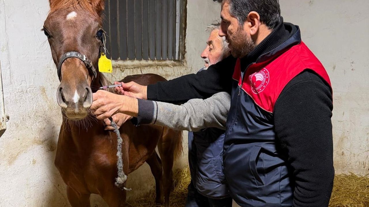 Kırklareli Vize'de safkan atların rutin aşılamaları tamamlandı