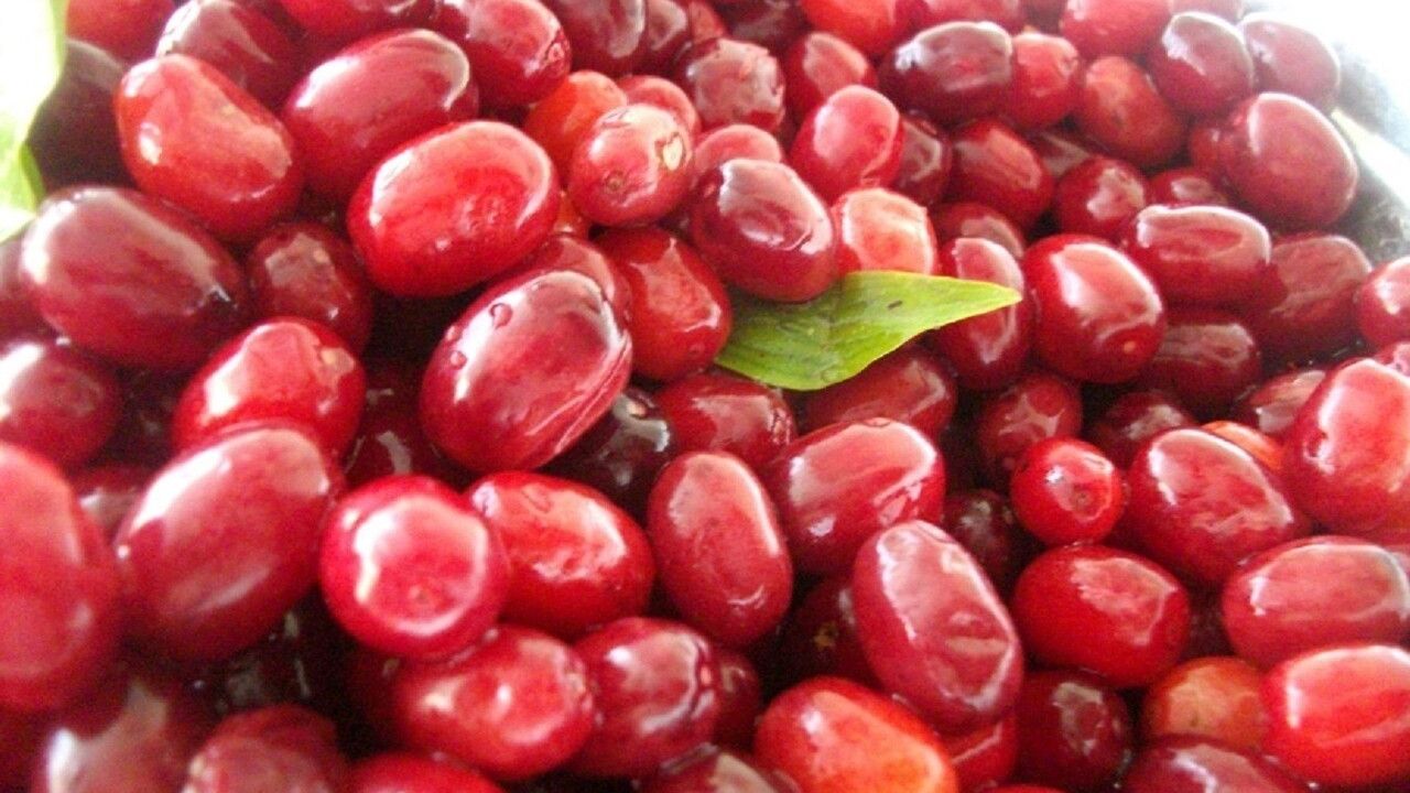 Kızılcık: Soğuk Algınlığına Karşı Doğal Destek ve Besin Değerleri