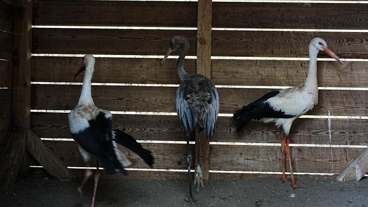 Kızılırmak Deltası’nda Yaralı Yaban Hayvanlarına İlk Yardım ve Rehabilitasyon Hizmeti