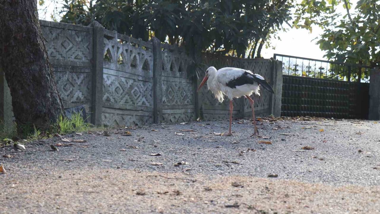 Kocaali'de annesinin yuvadan attığı 'Ateş' leylek mahalle tarafından büyütülüyor
