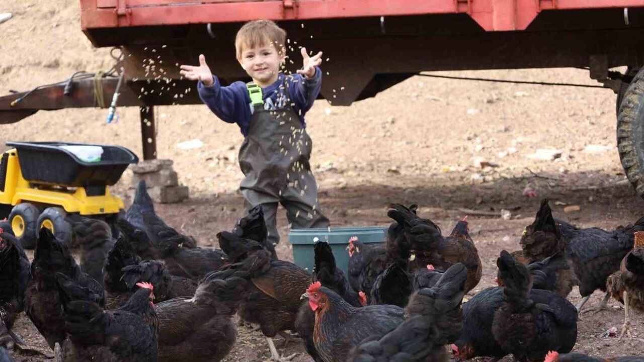 Kocaeli'de kırsal kalkınmaya kanatlı destek: Yüzde 50 hibeyle 16 bin Atak‑S tavuk verildi