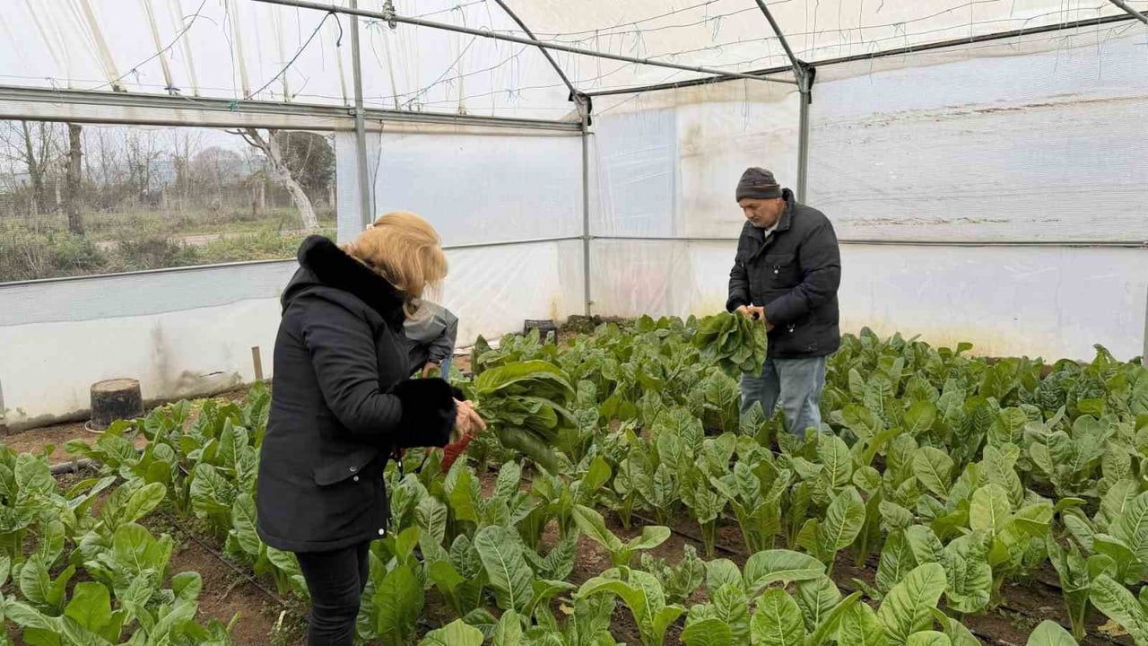 Kocaeli'de Saygınlar Kulübü üyeleri serada pazı ve karalahana hasadı yaptı