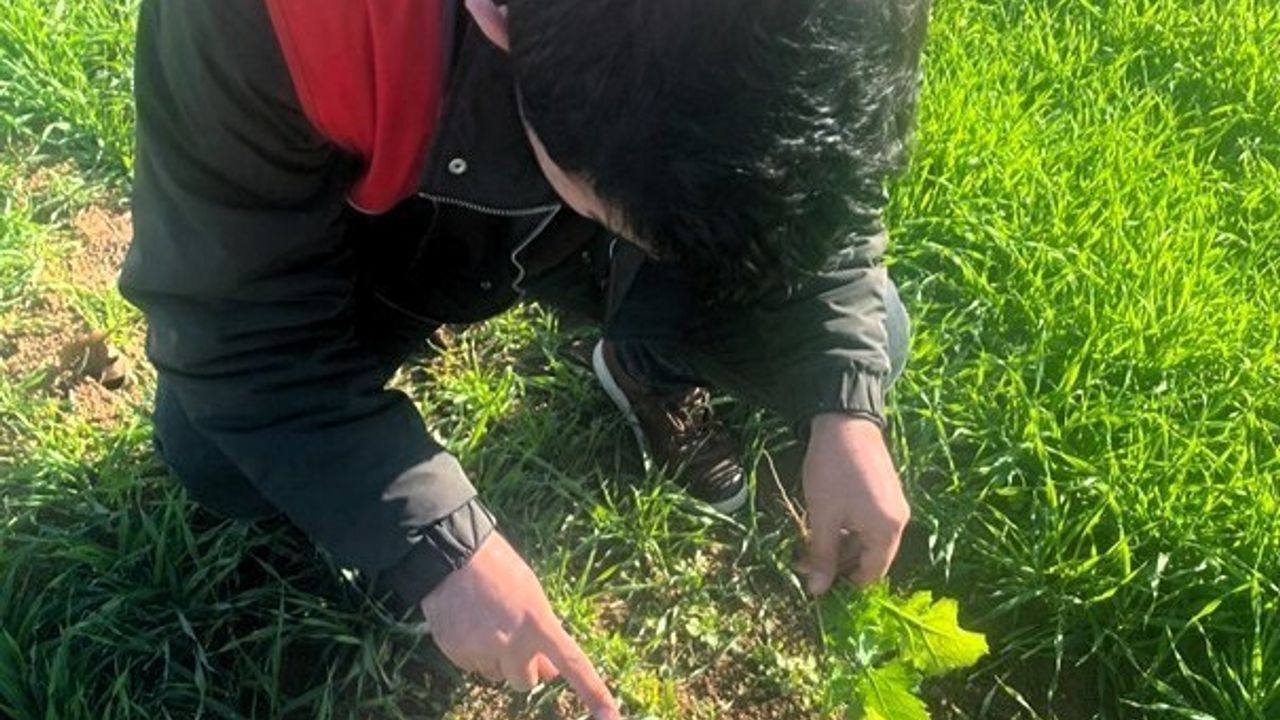 Kofçaz'da hububat tarlalarında tarla faresi tespiti ve önleyici çalışmalar