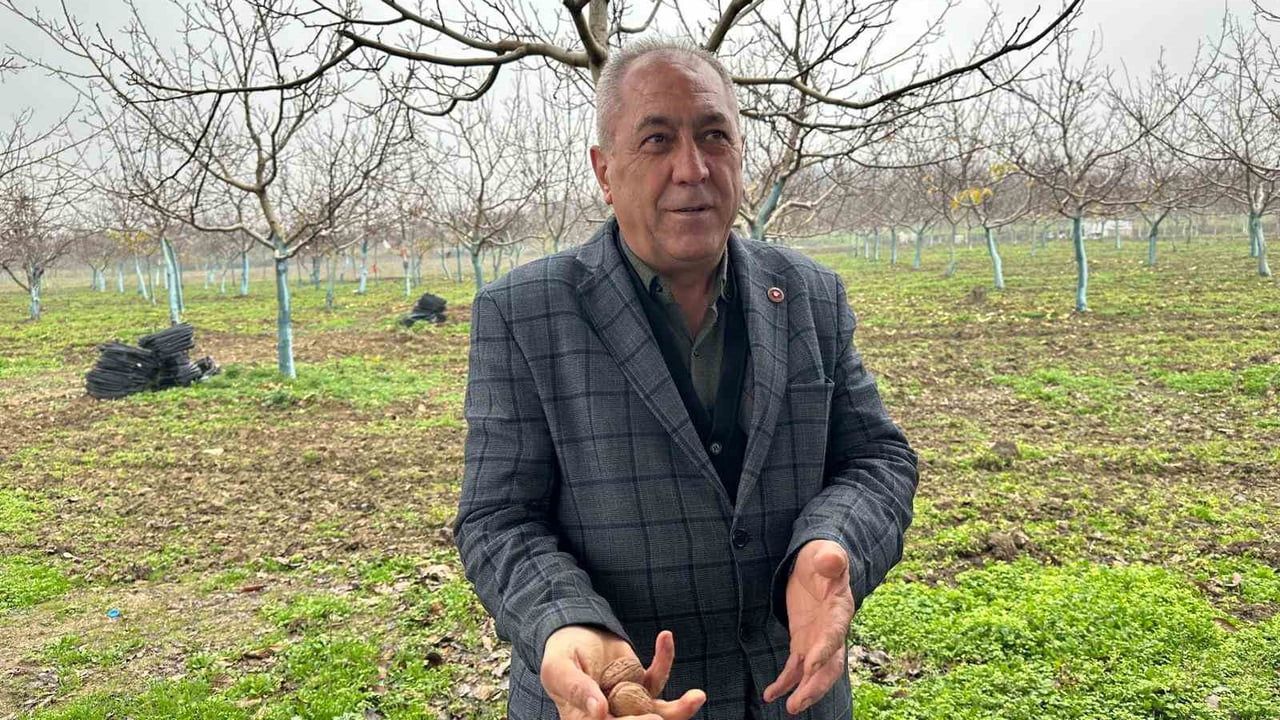 Konurlar'da ceviz üretimi yaşamı değiştirdi: Gençler ve şehirden gelen yatırımcılar bahçe kuruyor