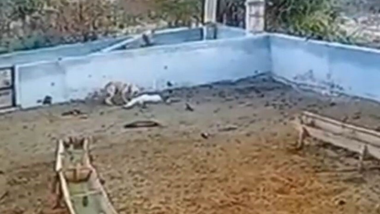 Konya Ereğli'de kurt ağıla girerek 2 koyunu telef etti