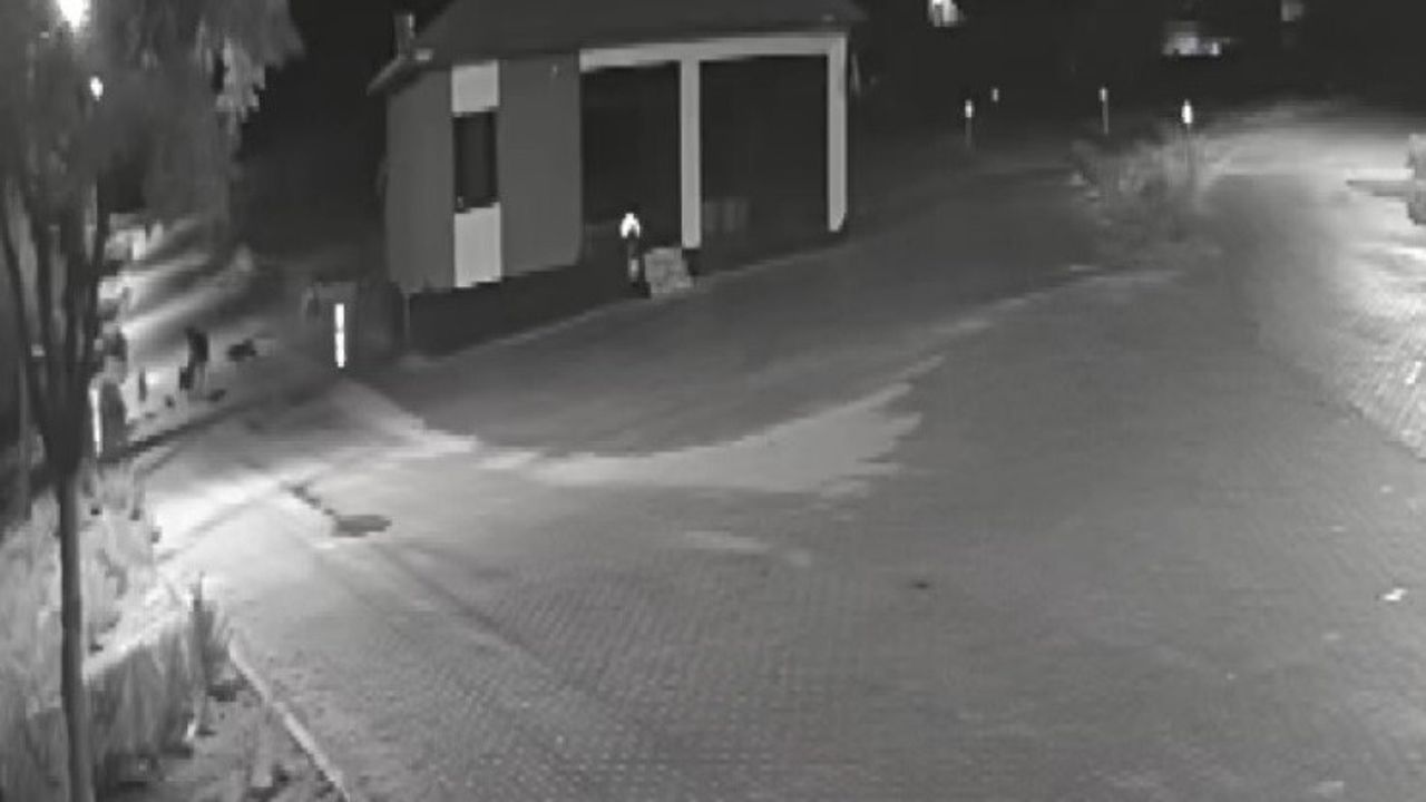 Konya Kadınhanı Örnekköy'de kurt sürüsü eşeğe saldırdı — güvenlik kamerası görüntüledi