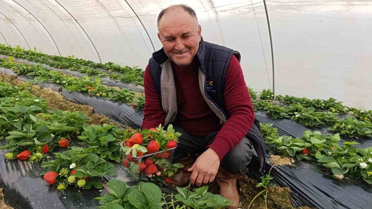 Köprübaşı'nda kış çileği sezonu: Kilosu 200 TL'den alıcı buluyor