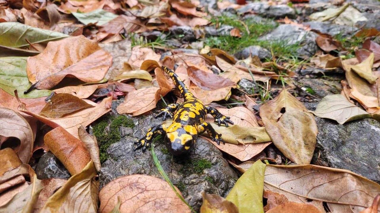 Koruma altındaki "Benekli Semenderler" Kemaliye'de görüntülendi