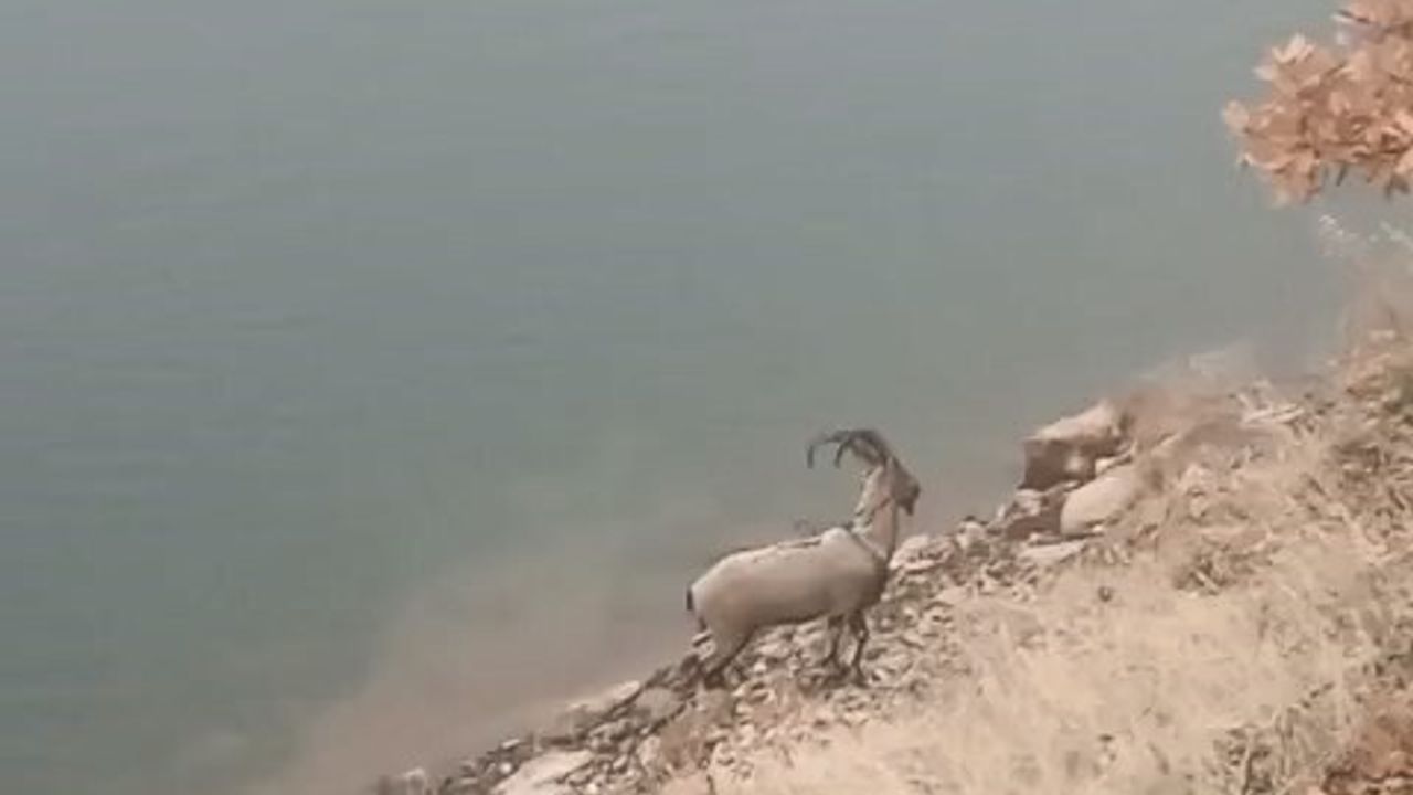 Koruma altındaki dağ keçisi Özlüce Baraj Gölü'nde yüzdü