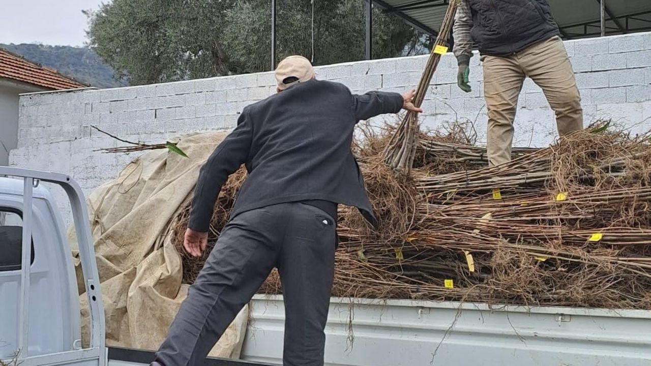 Köşk’te köklü kestane fidanları üreticilere dağıtıldı