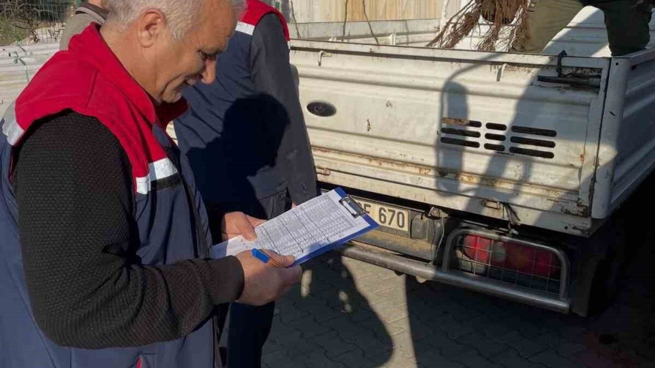 Köşk’te üreticilere tüplü incir fidanı desteği