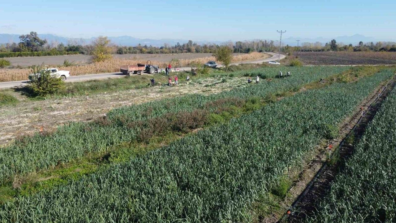 Kozan'da pırasa hasadı başladı: Dönüm verimi 5-6 ton, tarlada kilogram 20-22 TL