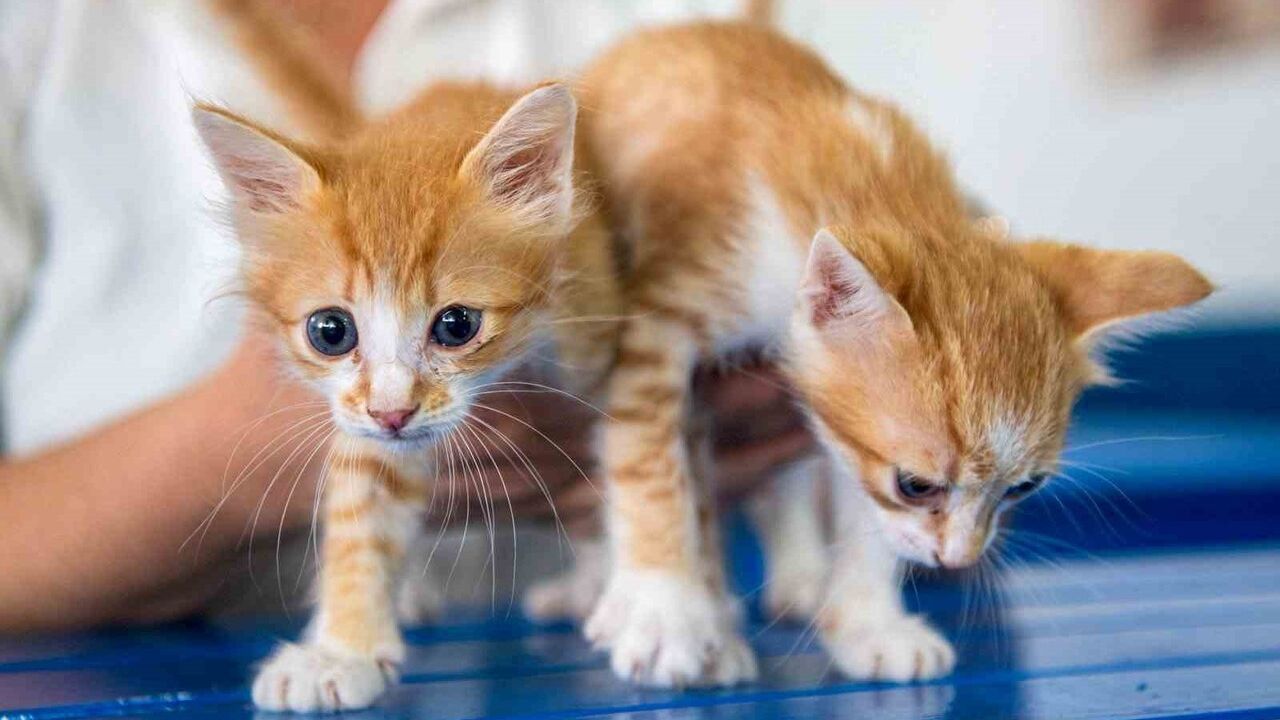 Kuşadası Belediyesi'nden uyarı: Evcil hayvanlara 31 Aralık 2025'e kadar mikroçip zorunluluğu