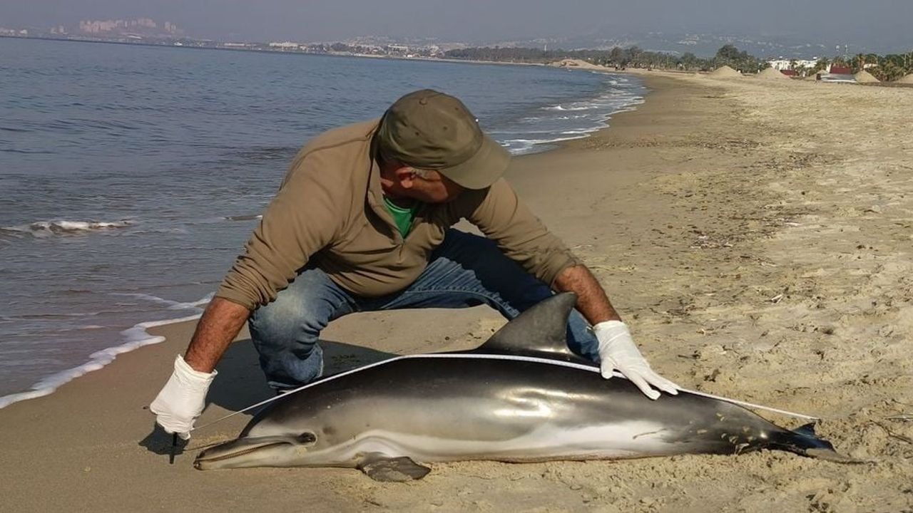 Kuşadası Güzelçamlı Sahilinde Tırtak Türü Yunus Karaya Vurdu