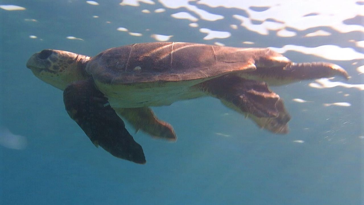 Kuşadası'nda Bir Haftada Üç Deniz Kaplumbağası Ölü Bulundu, İncelemeler Hedef Dışı Avı İşaret Ediyor