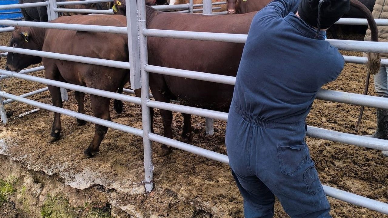 Kütahya’ya Brezilya’dan İthal Gebe Düveler Sağlık Kontrolünden Geçirildi