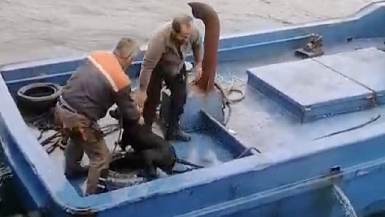 Lapseki'de feribot iskelesinden denize düşen köpeği 'Yılmazlar-5' balıkçıları kurtardı