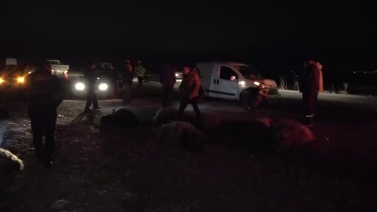 Malatya'da hafif ticari araç küçükbaş sürüsüne çarptı: Sürücü yaralandı, 10'dan fazla koyun telef oldu