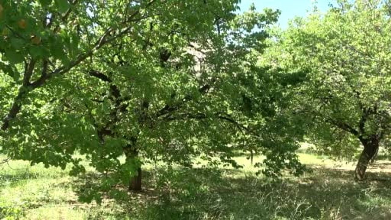 Malatya'da kuru kayısı ihracatı 11 ayda 45 bin tonla 275 milyon dolar gelir sağladı