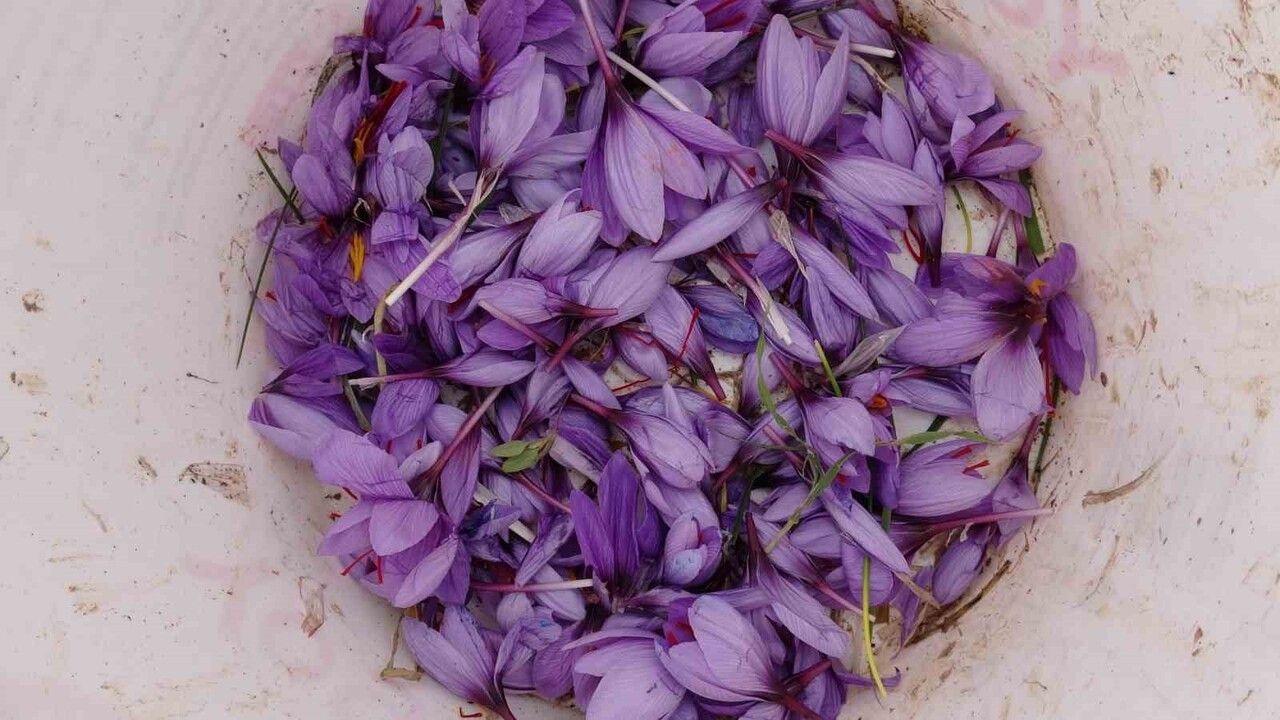 Malatya’da Muzaffer Akçin’in Safranında Talep Yoğunluğu: Gramı 600 TL, Soğanı 1.700–2.500 TL