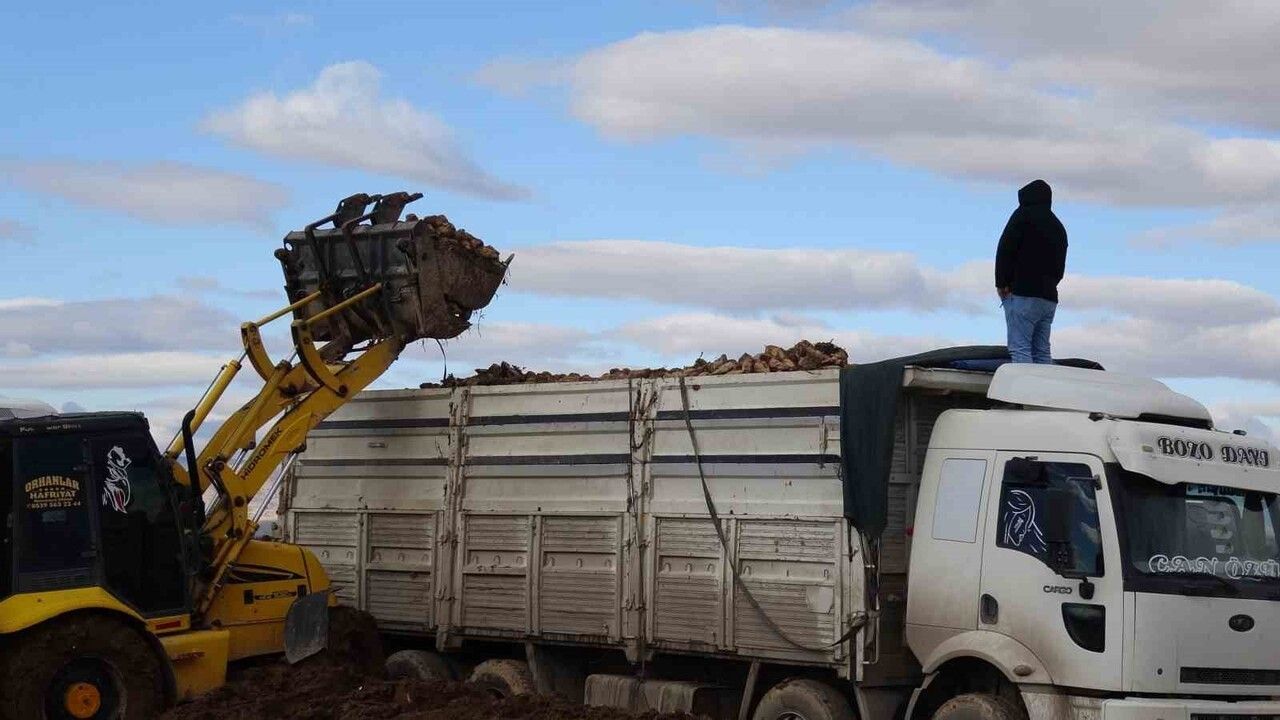 Malatya'da şeker pancarında yüksek verim: Rekolte beklentiyi aştı