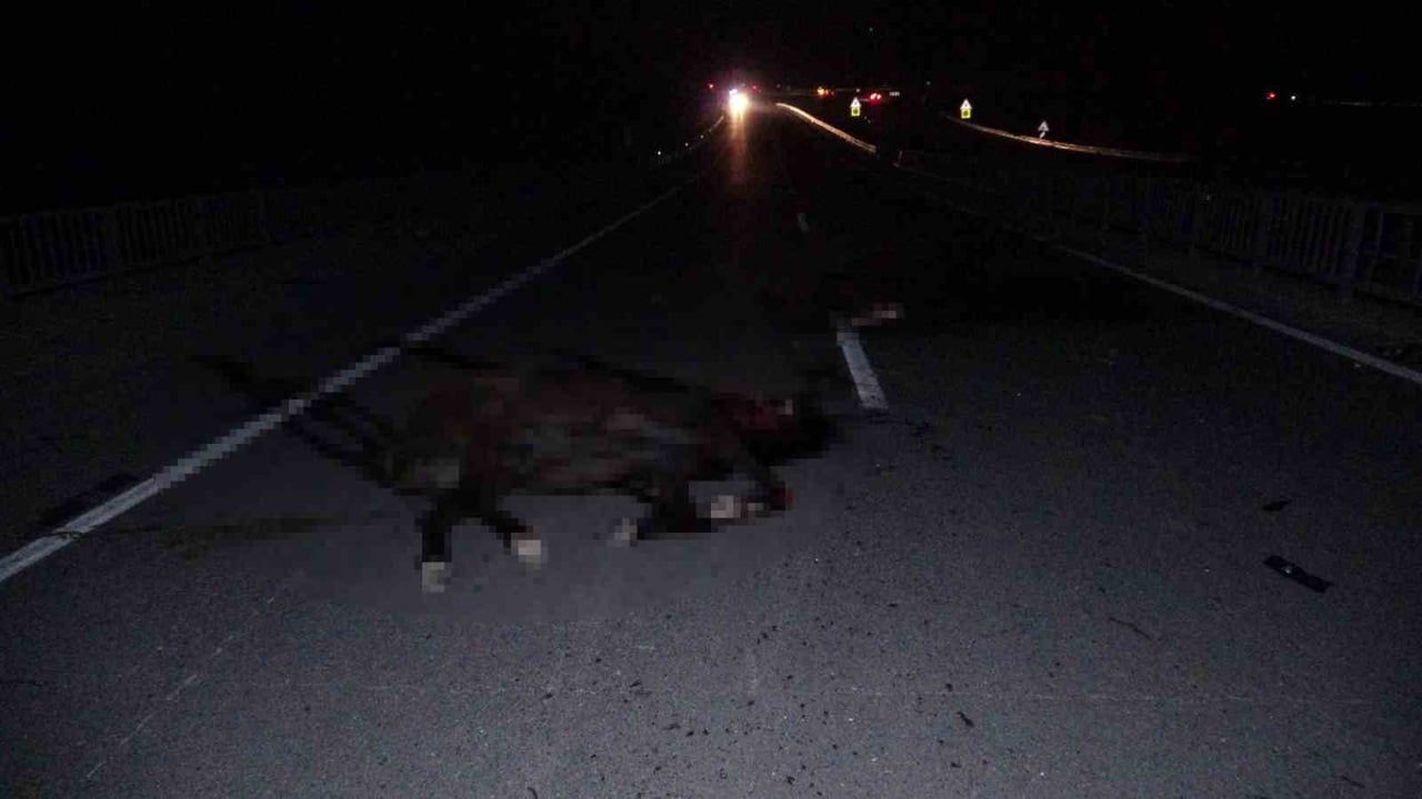 Malatya'da Sultansuyu'ndan kaçan yarış atları karayoluna çıktı: 6 at telef, 2 kişi yaralandı