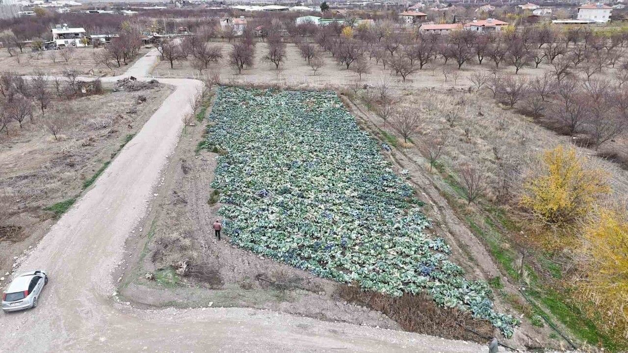 Malatya'da zirai donun etkisi: Kayısı üreticileri lahana ekimiyle sezona müdahale ediyor