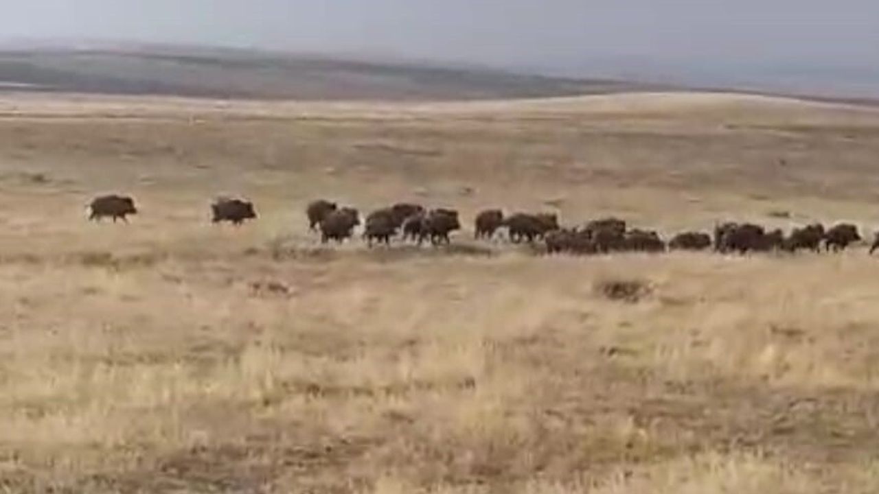 Malazgirt'te Nurettin köyü civarında büyük yaban domuzu sürüsü görüntülendi
