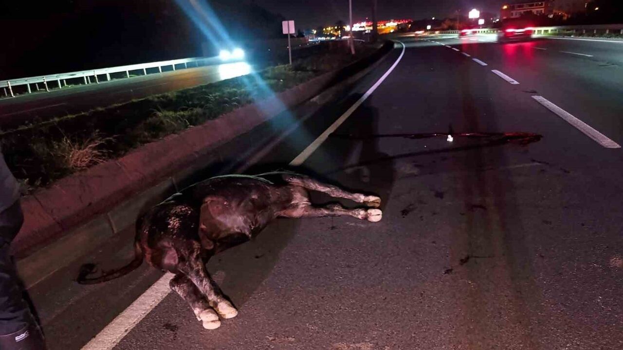 Manavgat'ta ağıldan kaçan inek D-400 kara yolunda araçların çarpması sonucu telef oldu