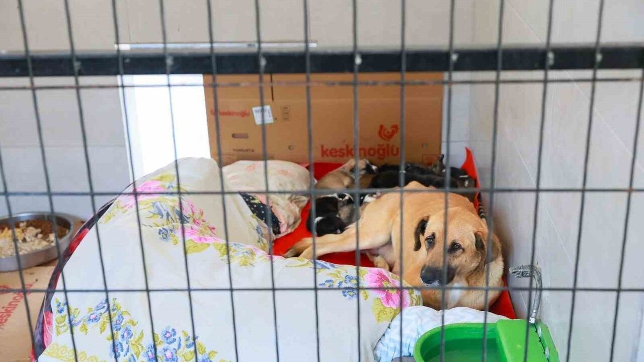 Manisa'da İki Köpeği Sokağa Bırakan Kişiye 172 bin 716 TL İdari Para Cezası