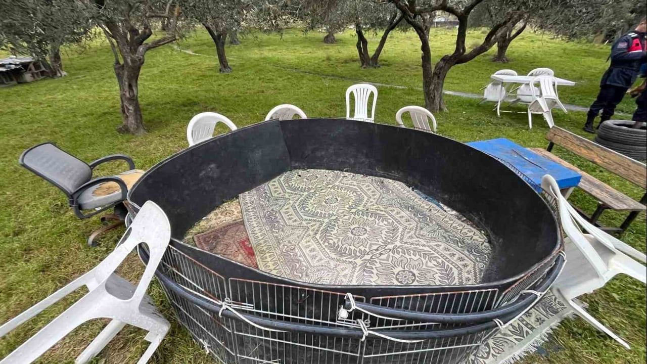 Manisa'da jandarmadan horoz dövüşü operasyonu: 10 dövüş horozu ele geçirildi