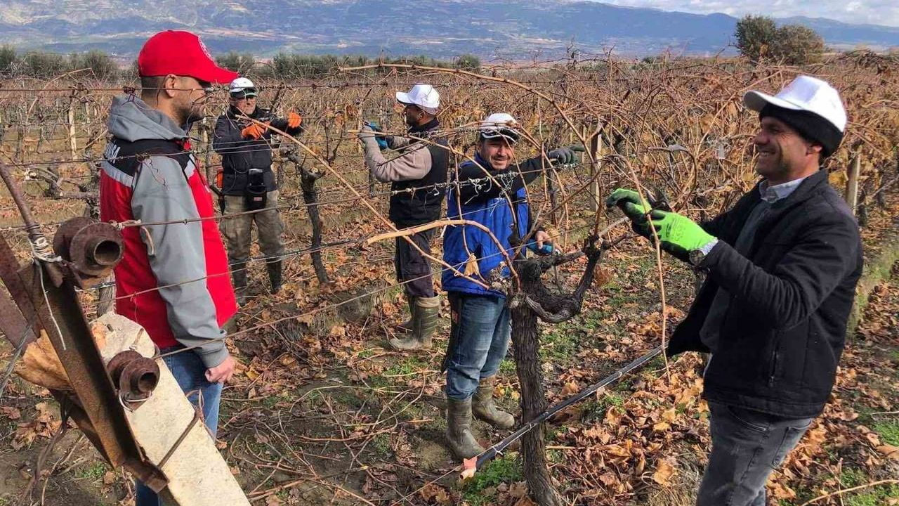 Manisa'da üzüm bağlarında yerinde uygulamalı budama eğitimi