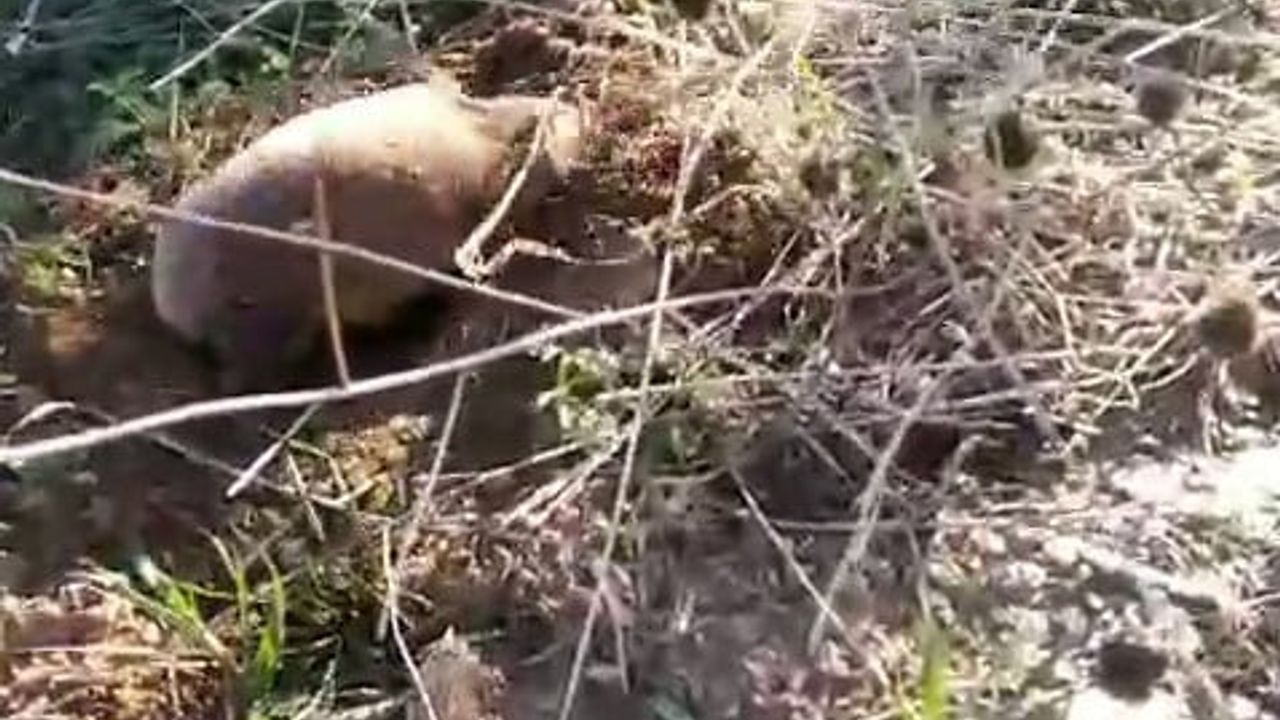 Manisa Salihli'de nadir görülen köstebek cep telefonu kamerasına yansıdı