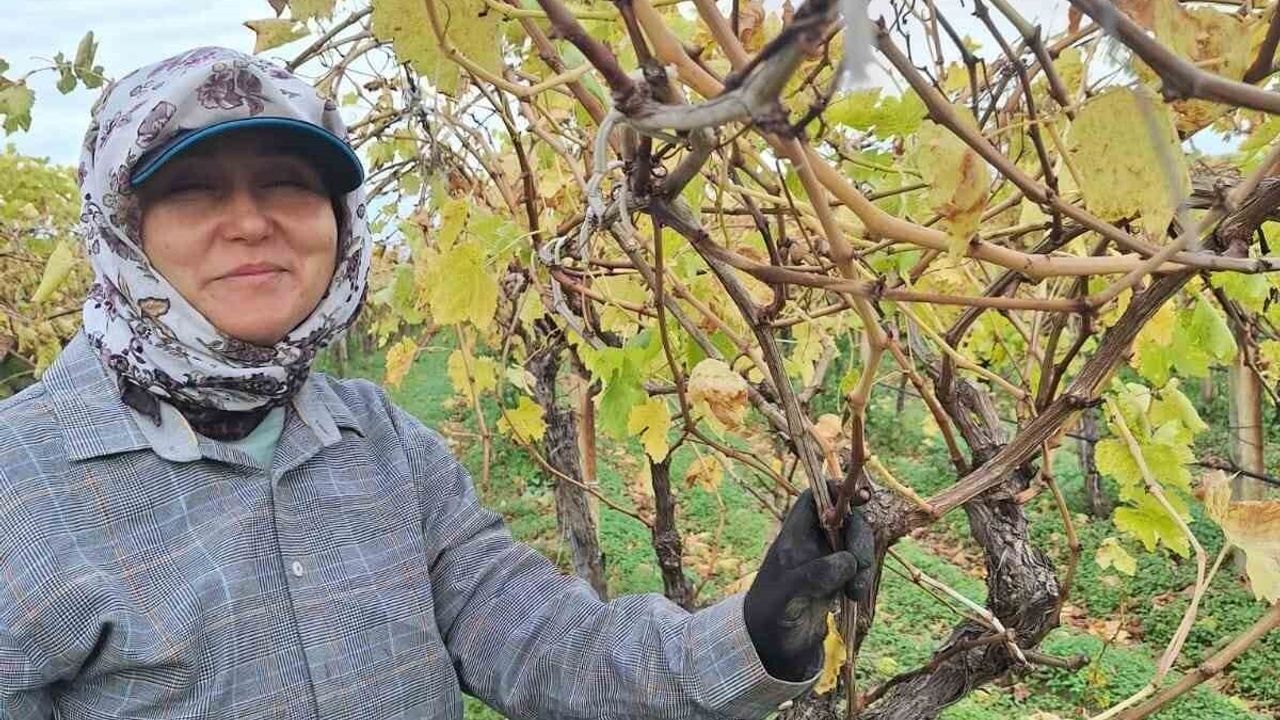 Manisa Sarıgöl'de Bağda Kalan Üzümler Ev Ekonomisine Destek Sağlıyor