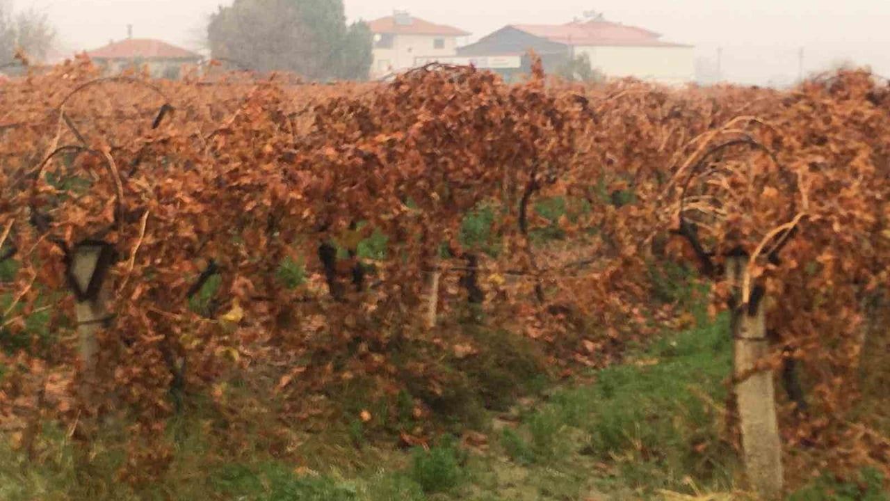 Manisa Sarıgöl'de sağanak yağmur çiftçileri sevindirdi