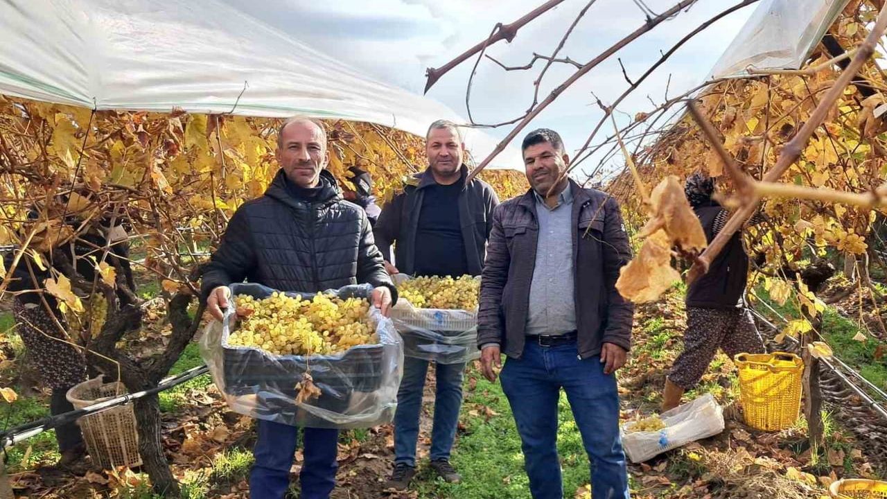 Manisa Sarıgöl'de yılbaşı üzümlerinin hasadı başladı: 70 dönümlük Sultaniye kesime girdi