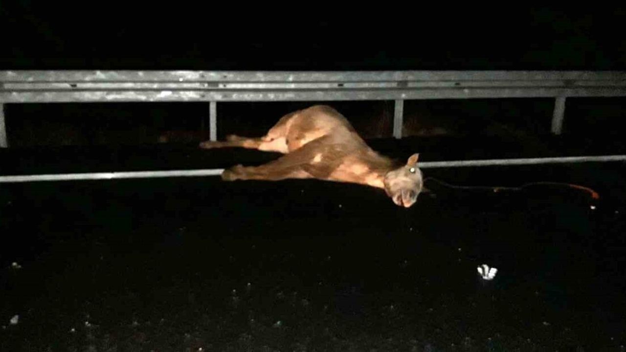 Mardin'de Dargeçit-Midyat yolunda otomobilin çarptığı at telef oldu