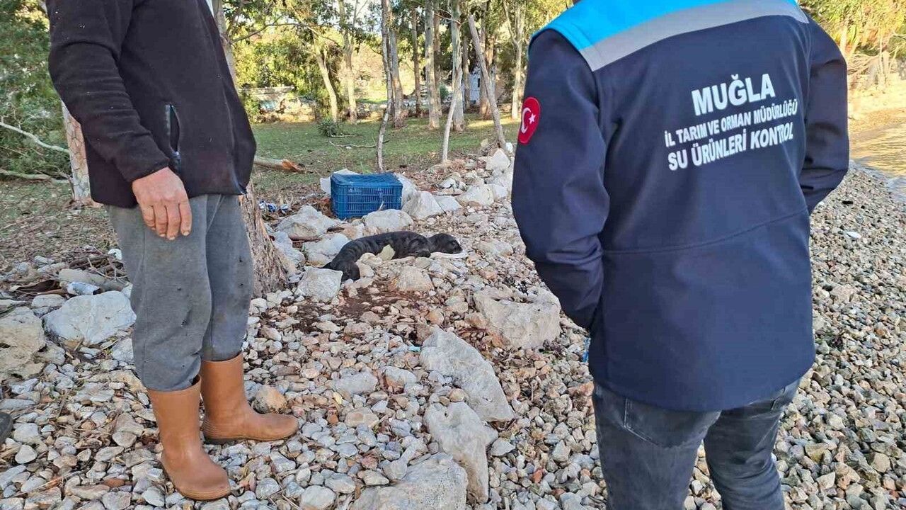 Marmaris Serçe Limanı'nda fırtınada kıyıya vuran yavru Akdeniz foku koruma ekiplerine teslim edildi