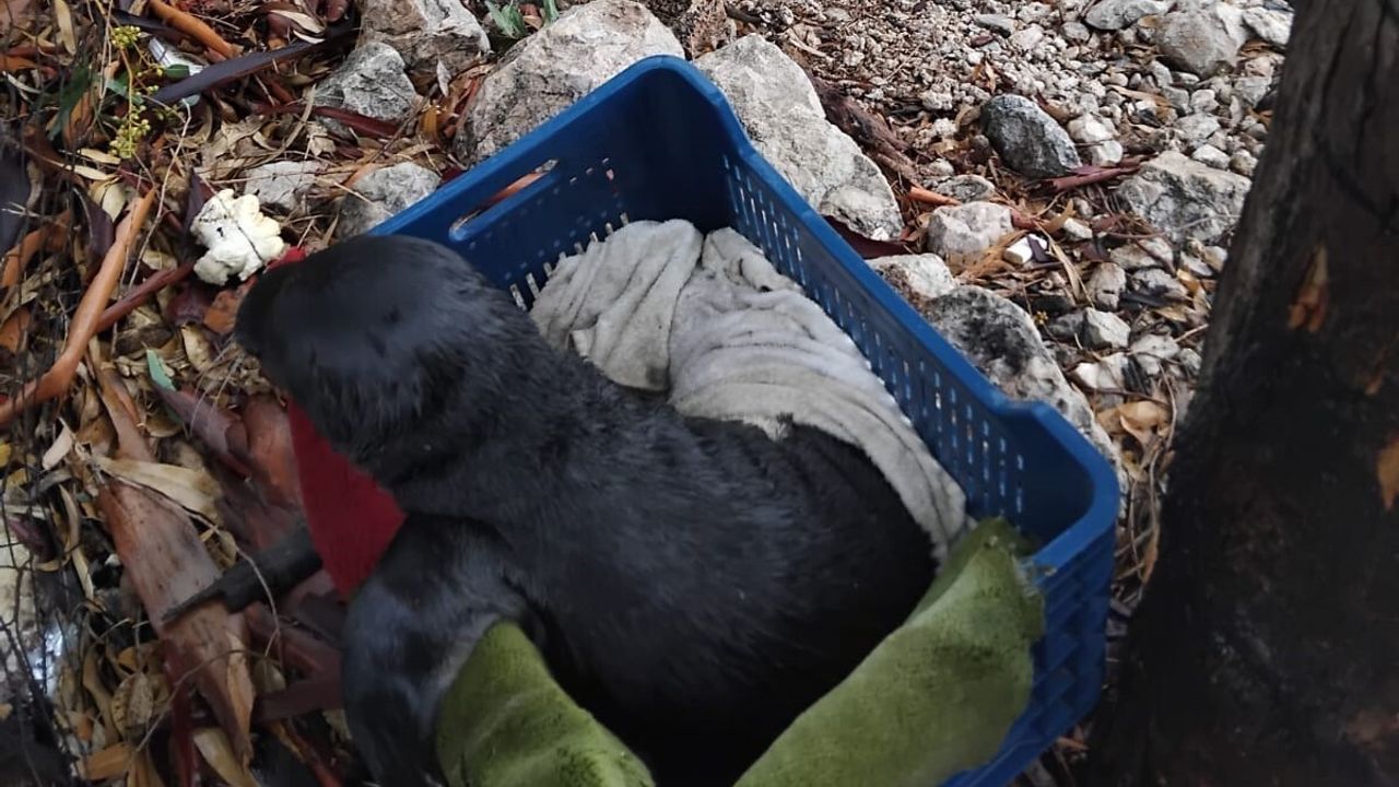 Marmaris'te fırtınada kıyıya vuran yavru Akdeniz foku balıkçılar tarafından koruma altına alındı