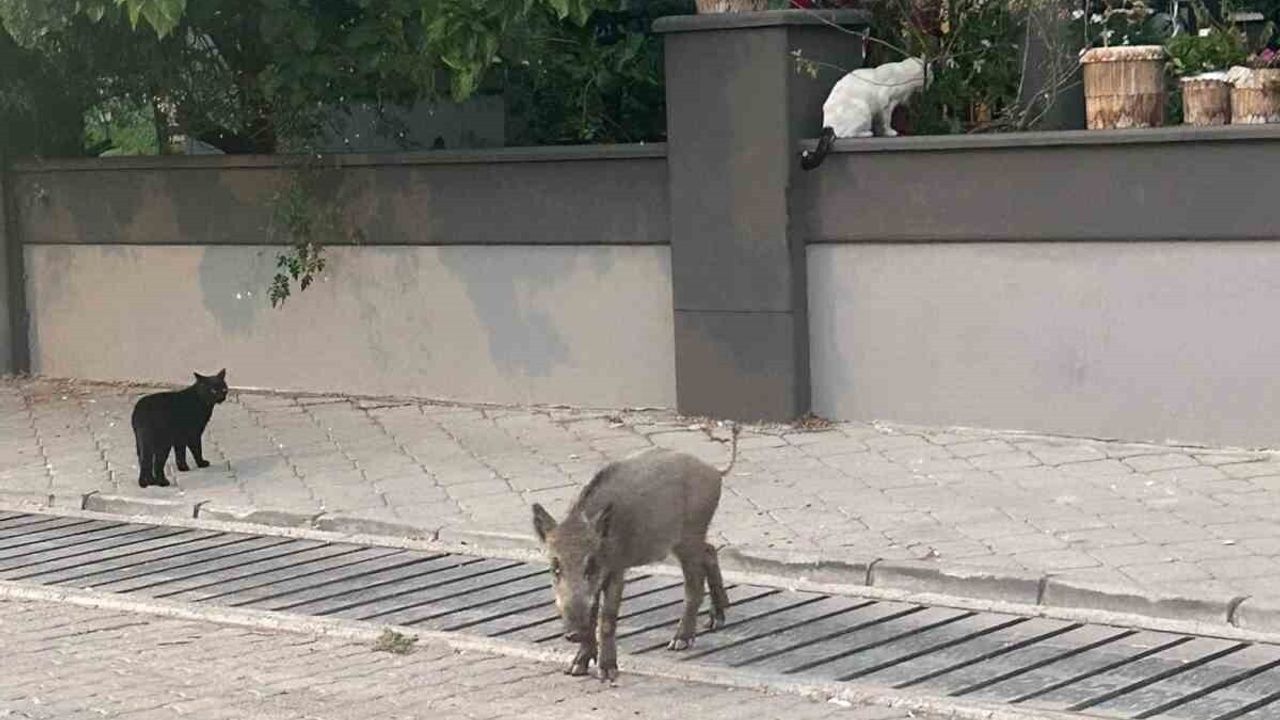 Marmaris’te yaban domuzu sorunu büyüyor: Mezarlıklar yeni adres oldu