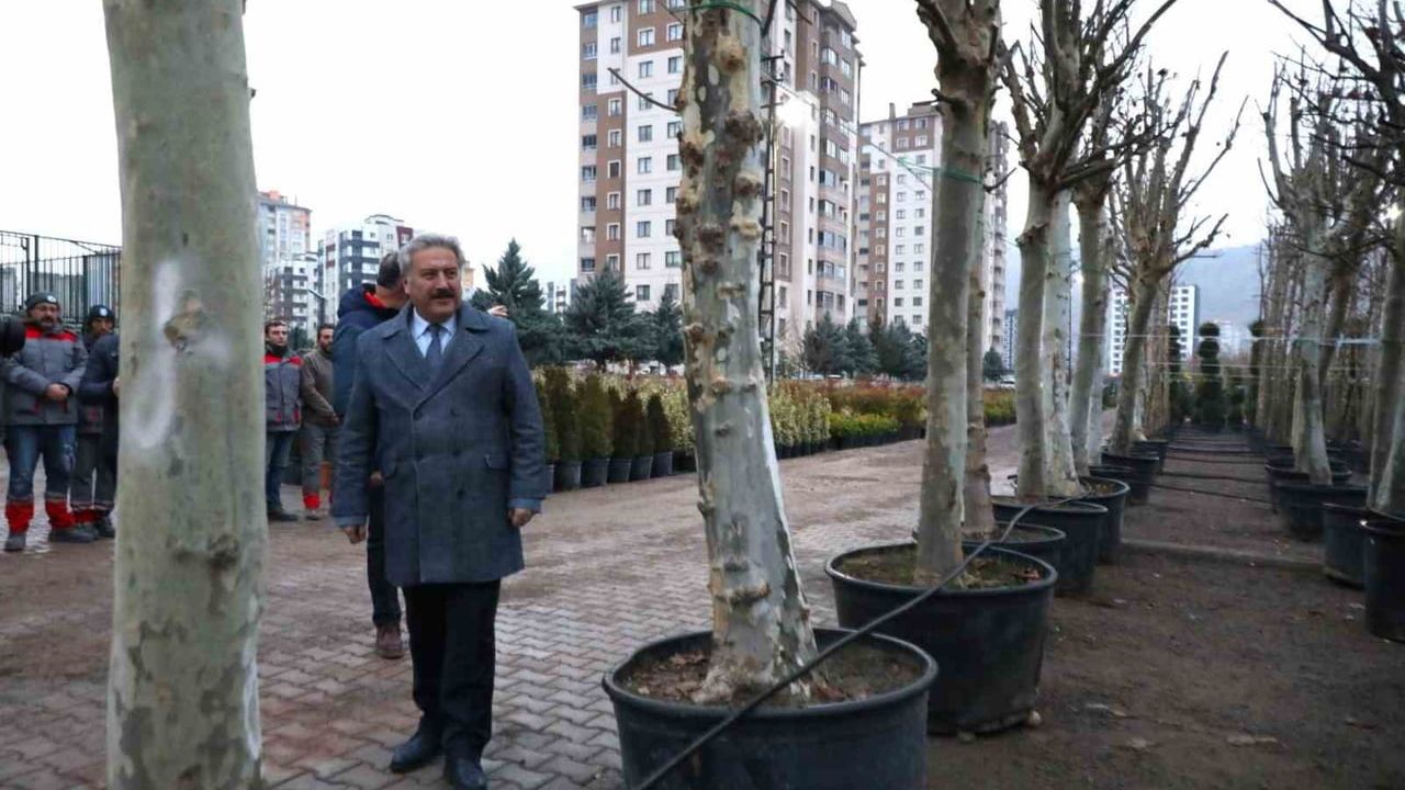 Melikgazi Belediyesi Altınoluk fidanlığındaki büyük ağaçlarla kente nefes veriyor